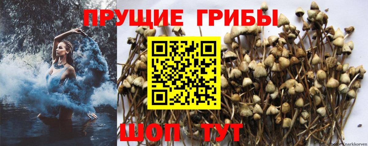 Псилоцибиновые грибы GOLDEN TEACHER Лянтор